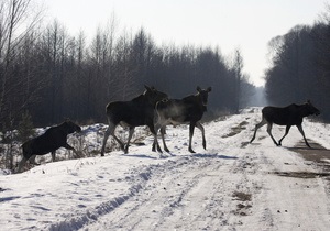 В Житомирской области иностранка на автомобиле сбила насмерть лося