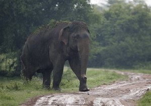 В Индонезии стадо слонов оккупировало деревню