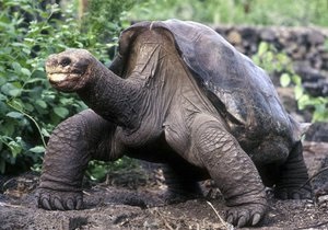 Скончалась последняя гигантская галапагосская черепаха