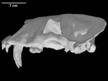 В Южной Америке впервые найдены останки саблезубой кошки