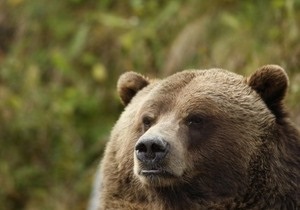 В Чечне медведь напал на лейтенанта российской армии