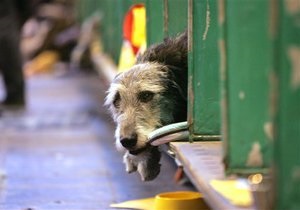 Киевские власти разрабатывают новую концепцию обращения с бездомными животными