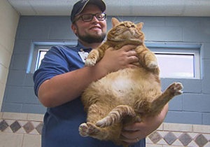 В США в приют для животных принесли 19-килограммовую кошку