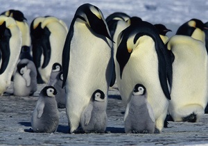 Ученые с помощью спутника провели переучет императорских пингвинов