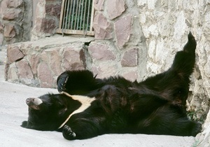 В Киевском зоопарке родился уссурийский белогрудый медвежонок