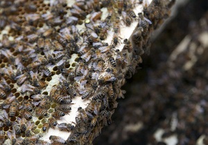 Житель Ивано-Франковской области скончался от укусов пчел