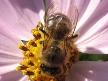 Пчелы обошли млекопитающих и птиц вместе взятых