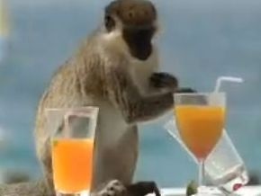 Склонность к алкоголизму определяют гены: доказано обезьянами