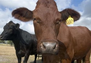 В Винницкой области из пылающего коровника спасли почти полсотни коров