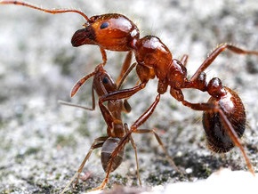Ученые: Колония аргентинских муравьев захватила мир