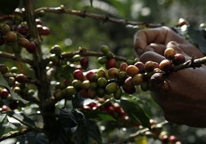 В Африке в ближайшие 70 лет могут исчезнуть кофейные деревья