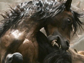 Одесситы пожаловались в милицию на владельца лошади, ожеребившейся в центре города