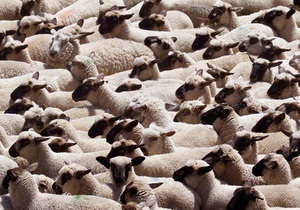 В России полицейские задержали нетрезвых охотников на овец