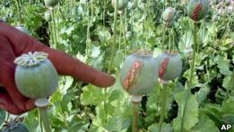 Цена афганского опиума выросла на 133%