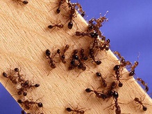 Ученые обнаружили марсианских муравьев