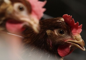 Казахстан запретил импорт птичьего мяса из Украины