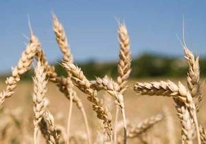 Украина собрала более 22 миллионов тонн зерна