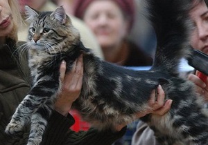 Россиянин получил сотрясение мозга после того, как на него упал 12-килограммовый кот