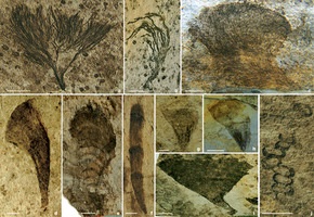 В Китае обнаружены останки растений возрастом почти 600 миллионов лет