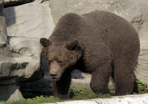 В США медведь забрел на территорию университетского городка