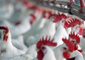 Турция станет крупнейшим поставщиком курятины в Россию