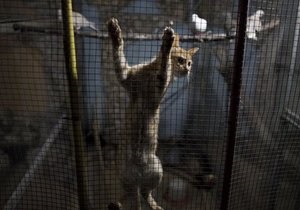 Охранники тюрьмы в Сыктывкаре задержали кошку