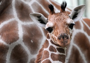 В Украине впервые родился детеныш жирафа