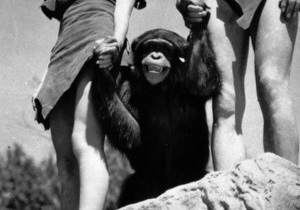 В США скончался шимпанзе, сыгравший в фильмах о Тарзане в 1930-х годах
