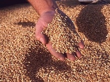 Тимошенко разрешила Аграрному фонду экспортировать зерно