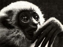 Нечеловекообразные обезьяны способны понимать значение денег