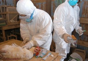 Новости Китая - птичий грипп: В Шанхае уничтожили более 20 тысяч птиц из-за вируса гриппа H7N9