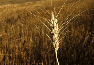 Кабмин намерен выделить пять миллиардов гривен на форвардные закупки зерна
