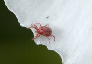 Санэпидемиологи напоминают об опасности укусов клещей