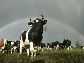 В Винницкой области на пастбище погибло десять коров