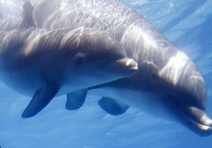 В Северном море обнаружили останки древнего дельфина