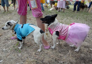 В Киеве пройдет выставка беспородных собак