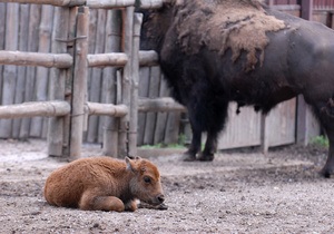 В киевском зоопарке голодают животные