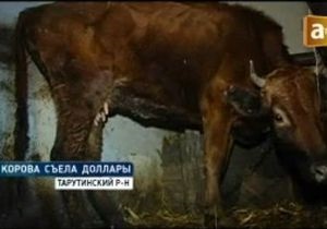 В Одесской области корова съела несколько тысяч краденых долларов