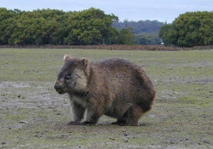 В Австралии мужчина топором убил напавшего на него вомбата