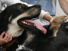 Ученые: Собаки зевают вслед за хозяевами