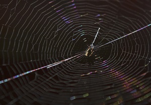 Биологи выяснили, как пауки плетут свои ловчие сети