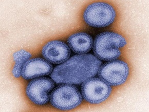 Количество инфицированных А/H1N1 перевалило за 25 тысяч