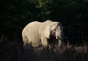 В Сиднее на служащую зоопарка напал слон