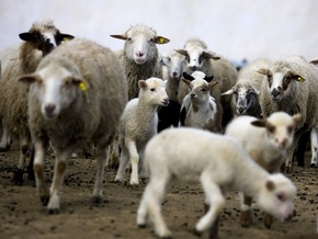 На Буковине сгорело полсотни овец