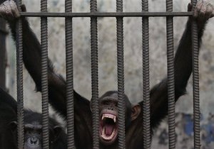 Шимпанзе умеют горевать по умершим родственникам