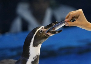 В Токио разыскивают сбежавшего из зоопарка пингвина