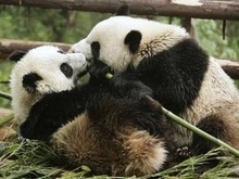 Китайское правительство подарит Японии двух панд