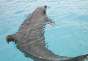 В Севастополе раненый дельфин приплыл к людям за помощью