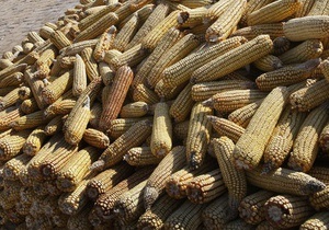 Кабмин может снять квоты на экспорт кукурузы