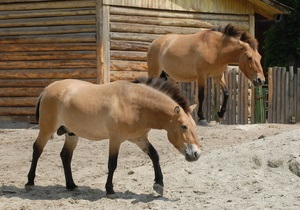 В Киевском зоопарке родился детеныш лошади Пржевальского